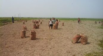 চাঁদপুরে চাষীদের আলু ঘরে তোলা শুরু : উৎপাদন আড়াই লাখ মে.টন