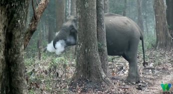 পশুরাও কি ধূমপান করে, হাতির ভিডিও ভাইরাল!