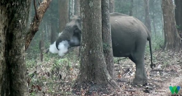 পশুরাও কি ধূমপান করে, হাতির ভিডিও ভাইরাল!