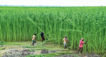 চাঁদপুরে পাট অধিদপ্তরে যুগ ধরে এক কর্মকর্তাই চালাচ্ছেন দু’টো অফিস