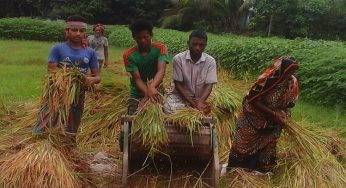 চাঁদপুরে এবার বোরো উৎপাদন ২ লাখ ৫৩ হাজার মে.টন