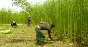 চাঁদপুরে এ বছর ৩০ হাজার মে.টন পাট উৎপাদনের লক্ষ্যমাত্রা