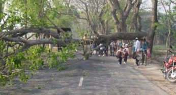 ফরিদগঞ্জ-রায়পুর সড়কে অর্ধ-কোটি টাকার গাছ হরিলুট : আটক ১