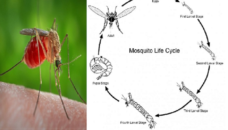 যে কারণে মশাকে প্রাণীদেহের রক্ত শুষে নিতে হয়