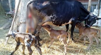 মতলবে দু’রাতে বিদেশি জাতের ৭ গাভী চুরি : জনতার ধাওয়া