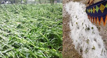 হঠাৎ শিলাবৃষ্টিতে চাঁদপুরের তিন উপজেলায় ফসলের ব্যাপক ক্ষয়ক্ষতি