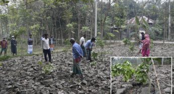 মতলবে রাতের আঁধারে অর্ধ-শতাধিক ফলজ গাছ কেটে ফেললো দুর্বৃত্তরা