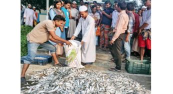 মতলব উত্তরে ১৫ মন জাটকাসহ ৫ জেলে আটক