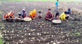 চাঁদপুরে চলতি মৌসুমে দু’লাখ মে.টন আলু উৎপাদন