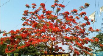 বৈশাখ এলেই যেনো প্রকৃতির ভালোবাসায় হেসে উঠে কৃষ্ণচূড়া