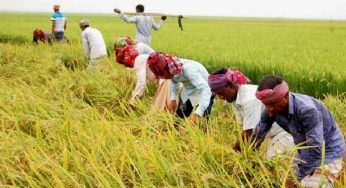 কৃষক লীগের ধান কাটার সহযোগিতায় হটলাইন চালু