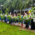 tree plantation