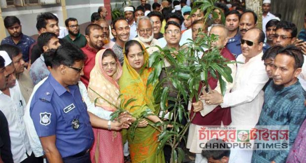 majighasa-tree-plantation