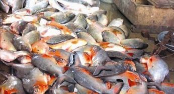 মতলব দক্ষিণে পিরানহা মাছ জব্দ