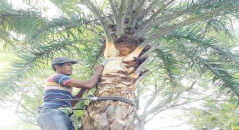 মতলবে খেজুরের রস সংগ্রহে ব্যস্ত গাছিরা