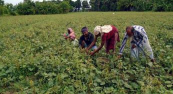 চাঁদপুরে এবার ১ হাজার ১শ মে.টন ডাল উৎপাদন লক্ষ্যমাত্রা নির্ধারণ