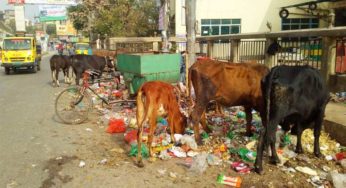 বাসস্ট্যান্ট ইলিশ চত্বরে ডাস্টবিনের স্থায়ী সমাধান হবে কি?