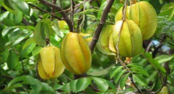 শরীরের বিষাক্ত উপাদান দূর রক্তচাপ নিয়ন্ত্রণে কামরাঙ্গা