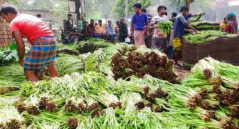 কুমিল্লার কচুর লতি রপ্তানি হচ্ছে ২৫ দেশে