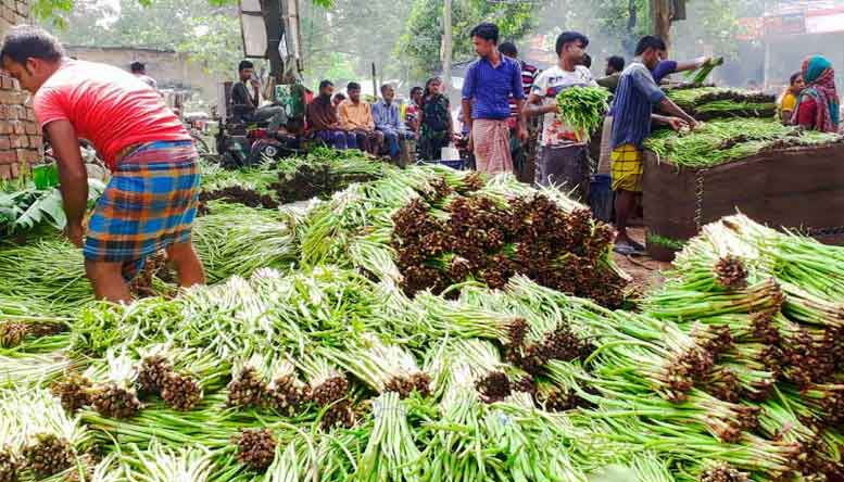 কুমিল্লার কচুর লতি রপ্তানি হচ্ছে ২৫ দেশে