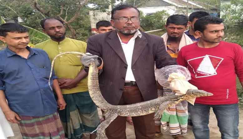 কুমিল্লায় বিরল প্রজাতির গুইসাপ অবমুক্ত