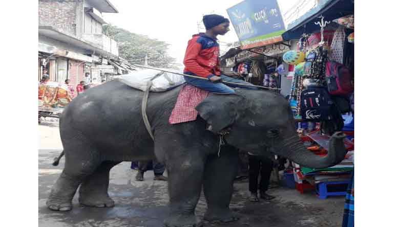 কচুয়ায় হাতি দিয়ে যখন চাঁদাবাজি