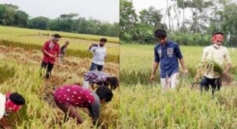 শাহরাস্তিতে কৃষকের ধান কেটে দিলো ছাত্রলীগ