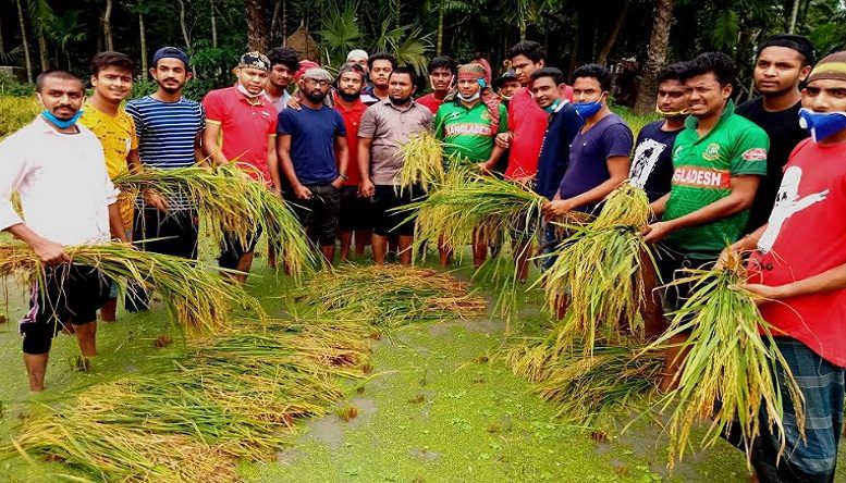 কচুয়ায় কৃষকের ধান কেটে দিচ্ছে ছাত্রলীগ