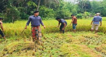 ফরিদগঞ্জে কৃষকের পাশে ছাত্রলীগ