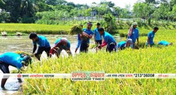 চাঁদপুরে কৃষকের ধান কেটে বাড়ি পৌঁছে দিচ্ছে ছাত্রলীগ