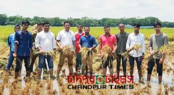 হাজীগঞ্জ পৌর এলাকায় কৃষকের ধান কেটে দিলো ছাত্রলীগ