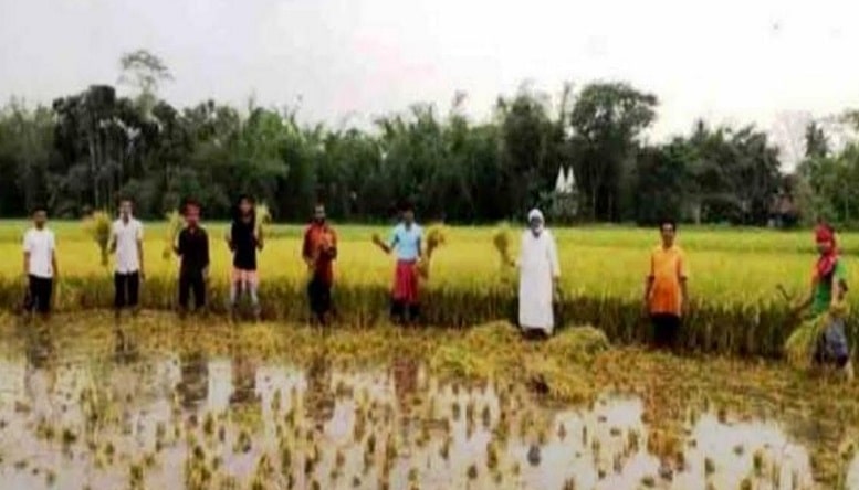 কচুয়ায় কৃষকের পাকা ধান কেটে দিচ্ছেন আলোর মশাল সংগঠন