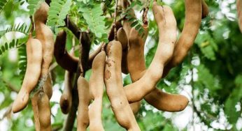 তেঁতুলের গুণাগুণ