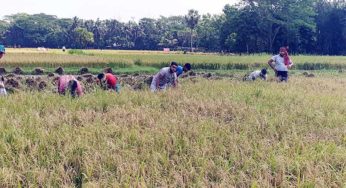 ফরিদগঞ্জে অসহায় কৃষকের পাশে যুবলীগ নেতা