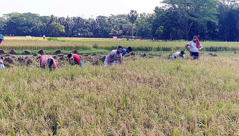 ফরিদগঞ্জে অসহায় কৃষকের পাশে যুবলীগ নেতা