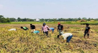 মতলবে কৃষকের পাশে ঢাকা পলিটেকনিকেল ছাত্রলীগ