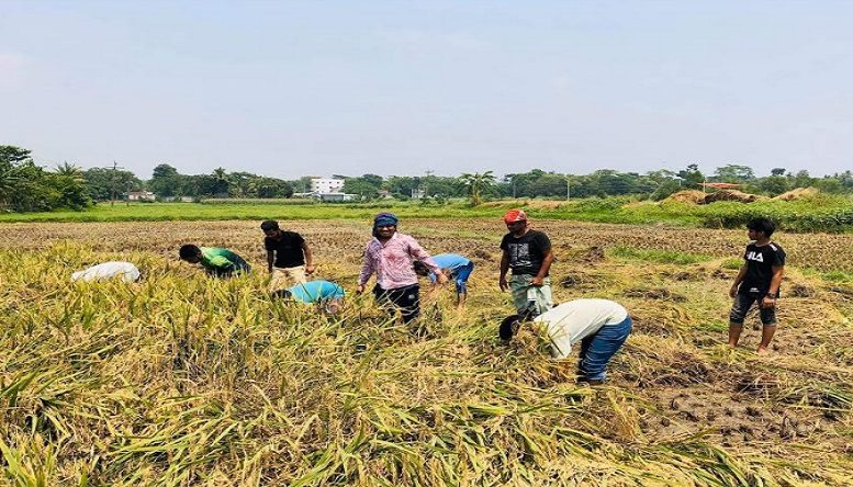 মতলবে কৃষকের পাশে ঢাকা পলিটেকনিকেল ছাত্রলীগ