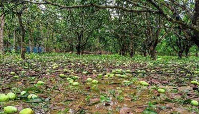 করোনা আম্ফান কালবৈশাখীতে দিশেহারা কৃষক