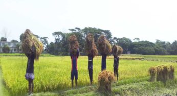 বোরো মৌসুমে লক্ষ্যমাত্রার অর্ধেকও ধান-চাল সংগ্রহ হয়নি