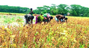 বৃষ্টিতে হাইমচরে সয়াবিনের ব্যাপক ক্ষতি