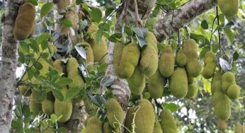 বিভিন্ন রোগের মহৌষধ কাঁঠাল