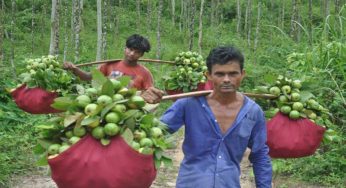 দেশি পেয়ারার গুণাগুণ