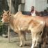 cow4