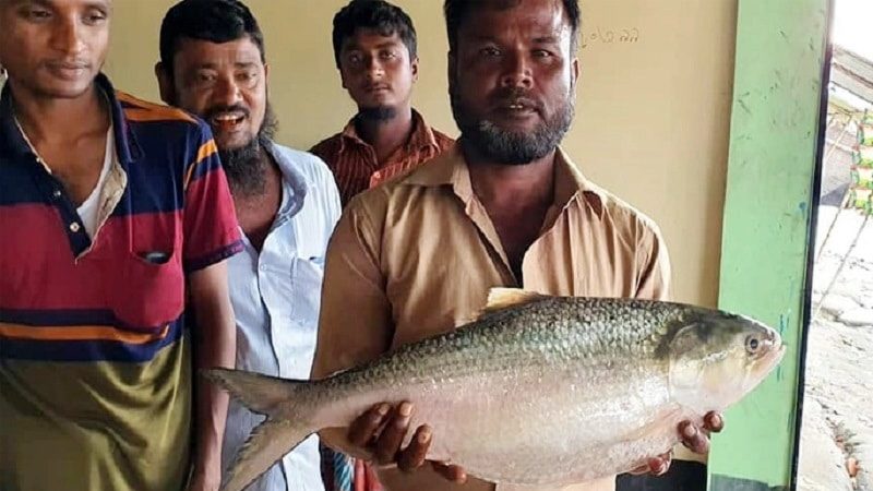 জেলের জালে ৩ কেজি ওজনের ইলিশ