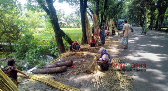 চাঁদপুরে পাট গাছ থেকে সোনালী আঁশ সংগ্রহে ব্যস্ত কৃষক-কৃষাণীরা