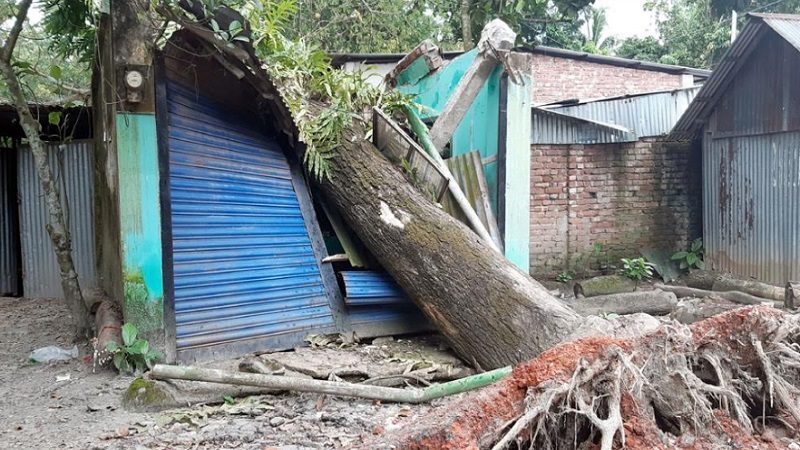 ফরিদগঞ্জে গাছ পড়ে ব্যবসা প্রতিষ্ঠানের ব্যাপক ক্ষয়ক্ষতি