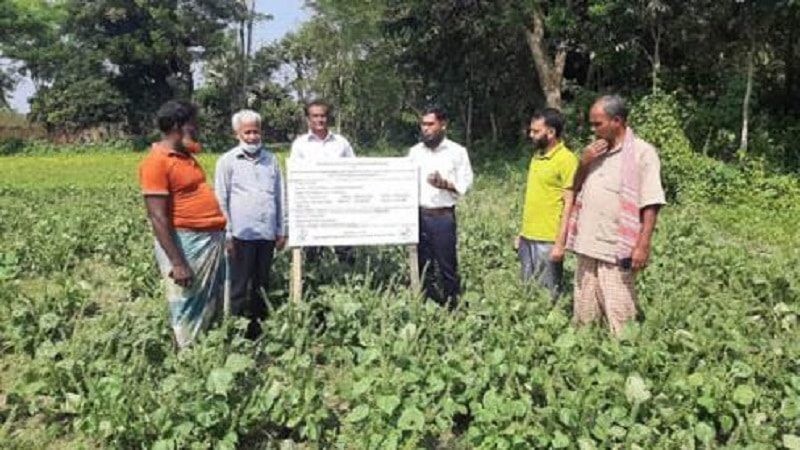 মতলব উত্তরে নতুন ফসল ‘পেরিলা’র চাষ শুরু