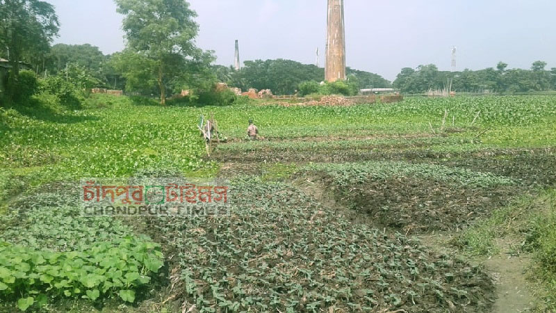 ফরিদগঞ্জে ভাসমান বেডে সবজি চাষে কৃষকের সাফল্য