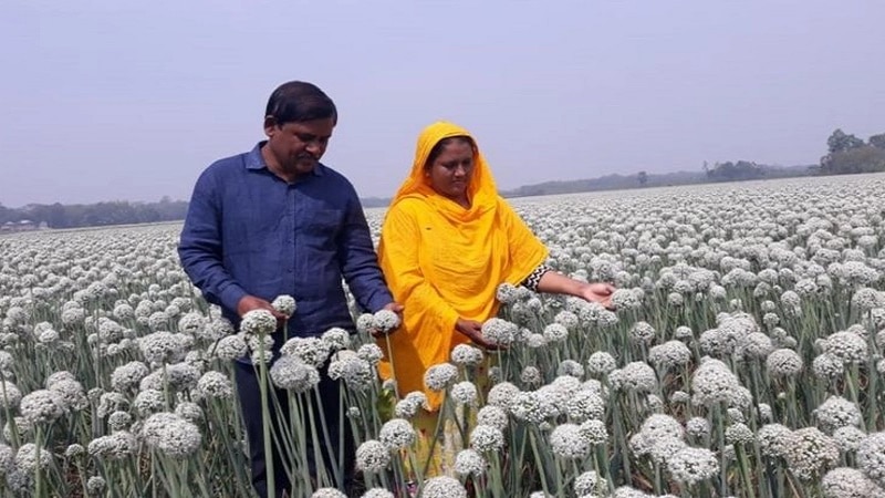 পেঁয়াজের বীজ চাষ করে স্বাবলম্বী সাহিদা