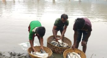 ফরিদগঞ্জে প্রবাসীর খামারে বিষ প্রয়োগে মাছ নিধন